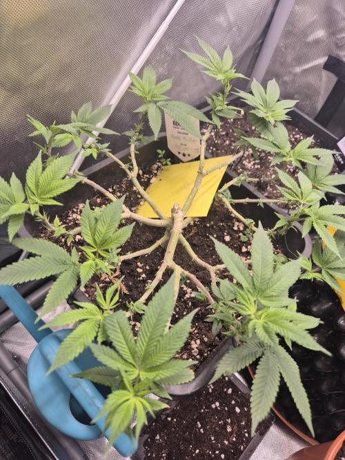 Apple Fritter. Week 9