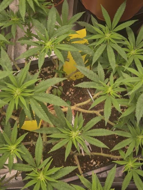 Seeds test. Week 11 - die Blüte Woche 1 ist rum. Und die Blüten sehen sehr schön aus 