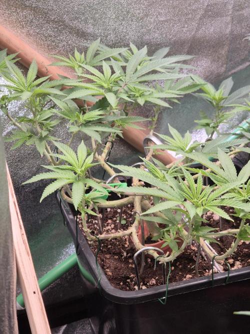 Seeds test. Week 11 - 1 woche nach Umstellung auf 12/12 h licht 