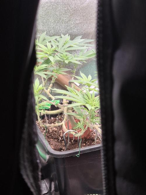 Cherry Dream. Week 11