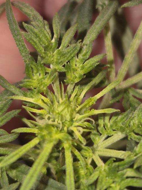 Frikshow humboldseeds. Week 6