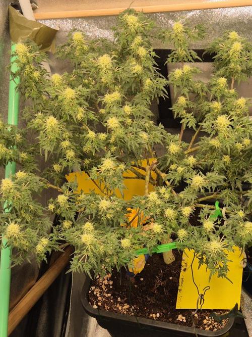 Frikshow humboldseeds. Week 9 - die Blüten sehen echt schön aus von der frikshow 