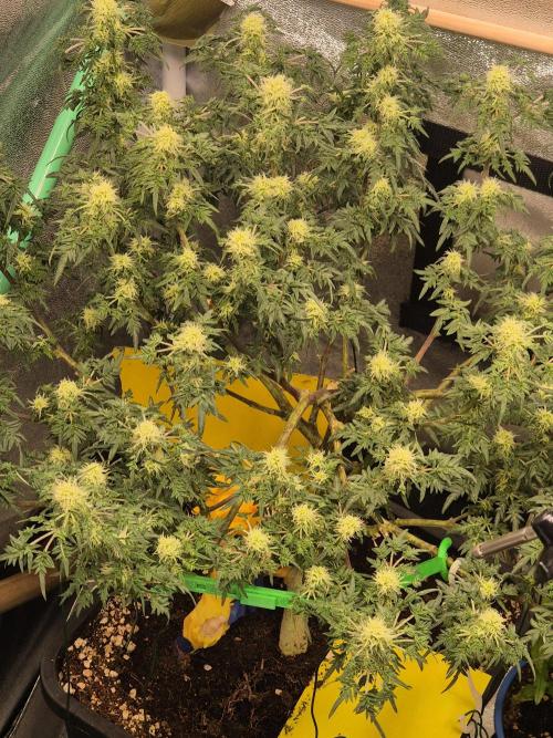 Freakshow. Week 9