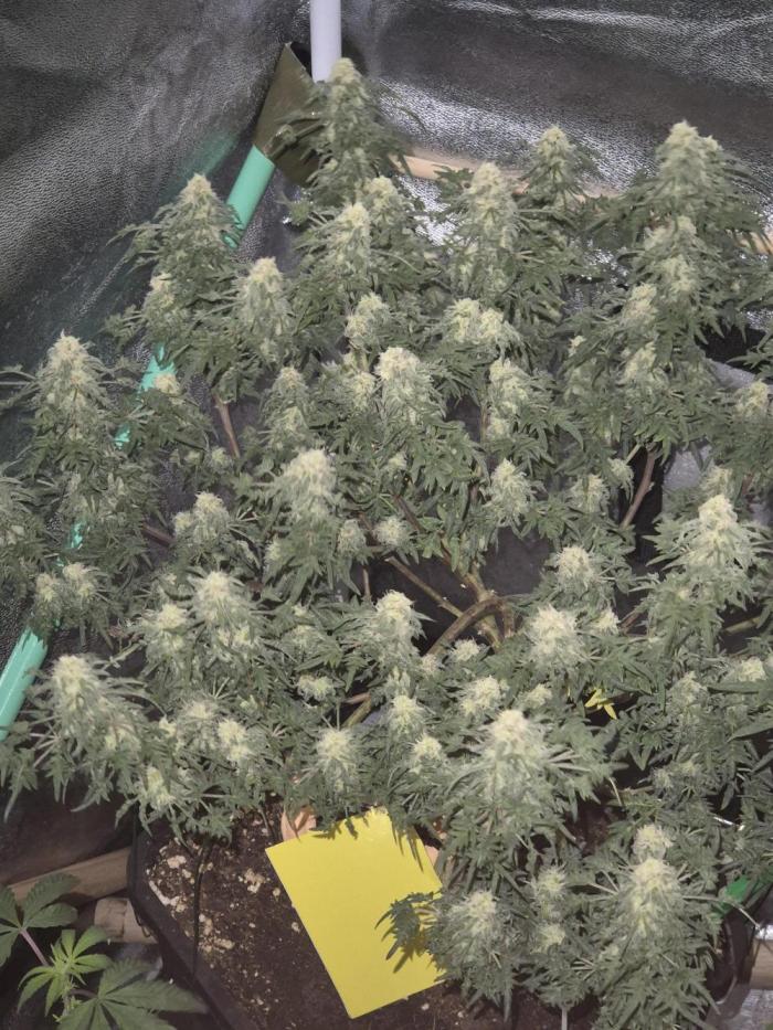 Frikshow humboldseeds. Week 10 - Wir sind jetzt in woche  6 der Blüte   