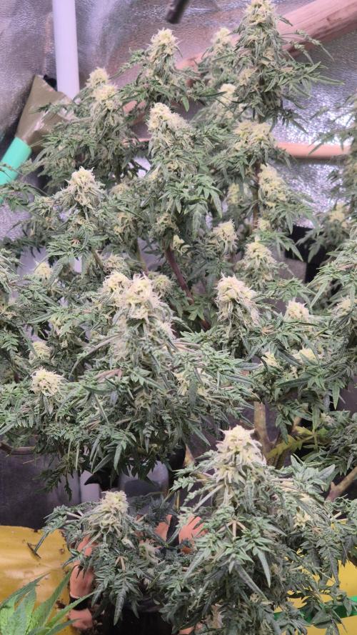Frikshow humboldseeds. Week 11
