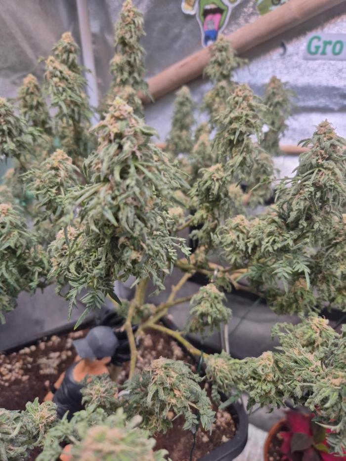 Frikshow humboldseeds. Week 12 - hoffe das sie noch bißchen dicker wird 