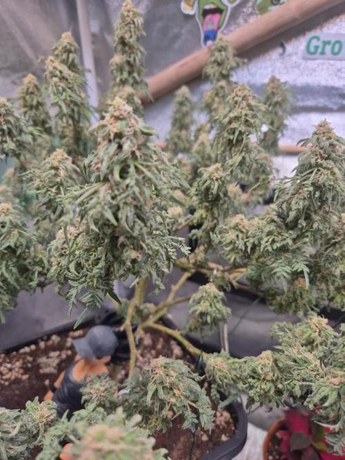Freakshow. Week 12
