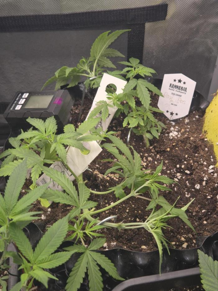 Outdoor kannabia run. Week 3 - die Dosidos und Kritik beide Autos für die Outdoor Session  alles bestens 