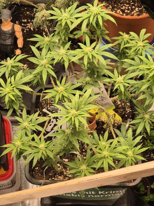 Cherry Dream. Week 12