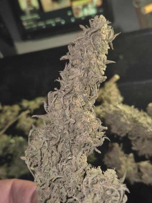 Frikshow humboldseeds. Week 7 - In dryferm bags getrocknet  