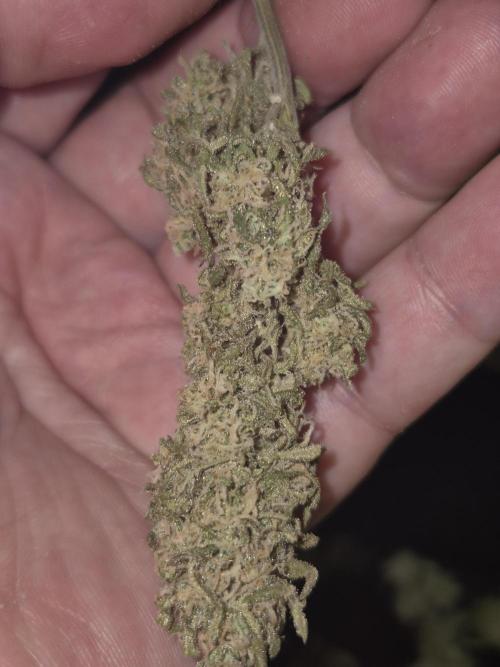 Frikshow humboldseeds. Week 7 - die buds sind zwar alle klein. aber lecker 😋 