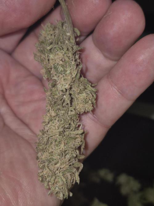 Frikshow humboldseeds. Week 7 - sind auch gut zum trimmen 