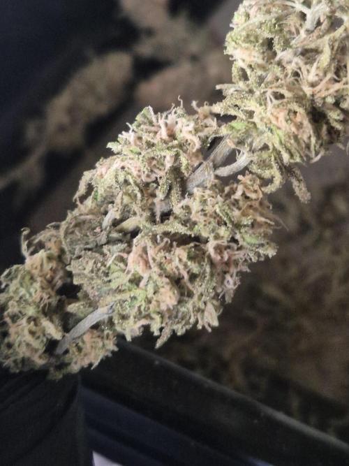 Frikshow humboldseeds. Week 7 - Viele Haare  Stigmen waren so weiss Pink aber die Trichome alle 80% milchig 20% bernstein 