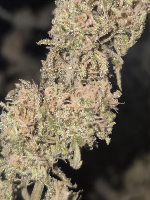 Freakshow. Week 7