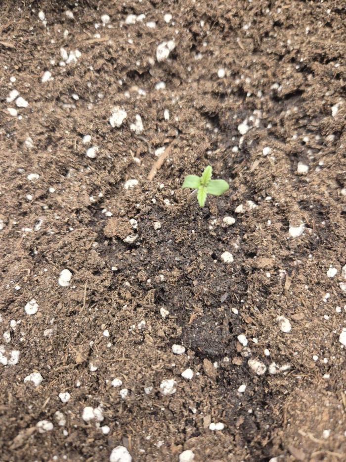 greenpowerseeds. Week 1 - organicblue greenpowerseeds  von @s_r_organics  2 versuch alles super 