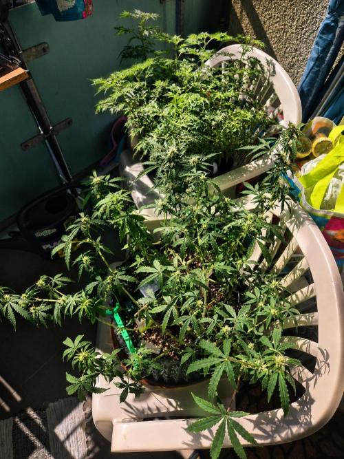 Outdoor kannabia run. Week 6 - die Vordere Pflanze ist hier die Dosidos Automatik und Kritik Automatik von @kannabiaseeds_de 