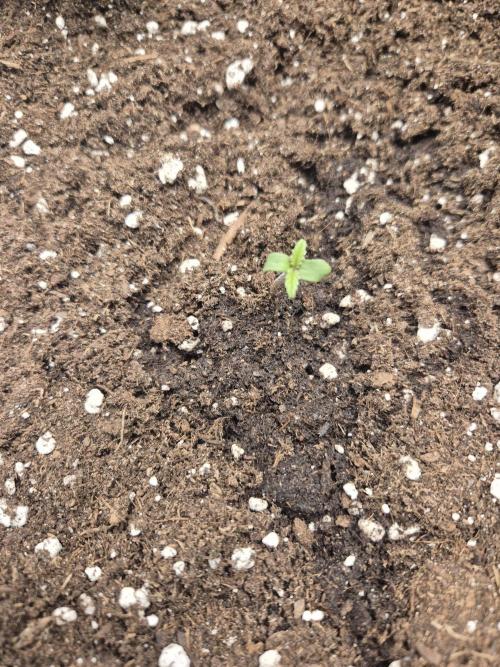 Black Cherry Punch. Week 0
