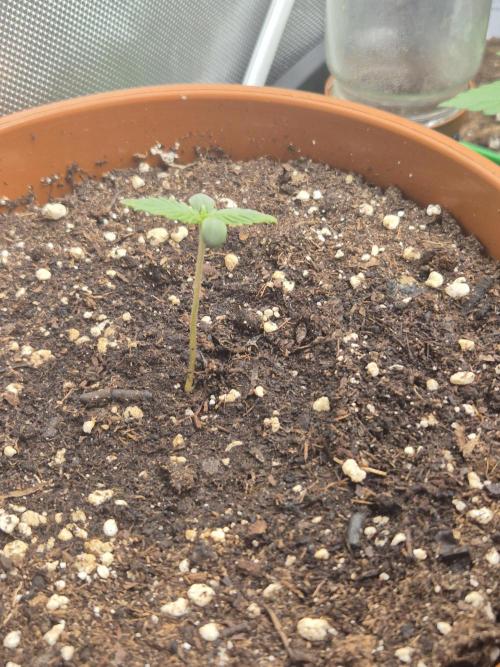 Black Cherry Punch. Week 2