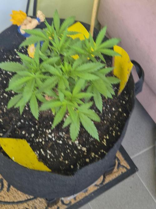 Black Cherry Punch. Week 5