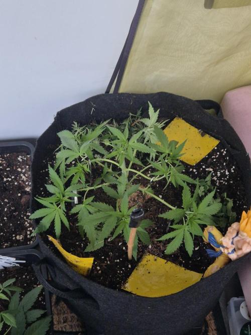 Black Cherry Punch. Week 7