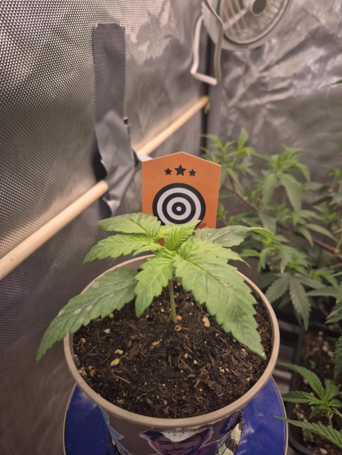 kannabiaseeds. Week 2 - In der woche ist sie echt krass gewachsen. werde sie jetzt in den 15L Topf setzen 