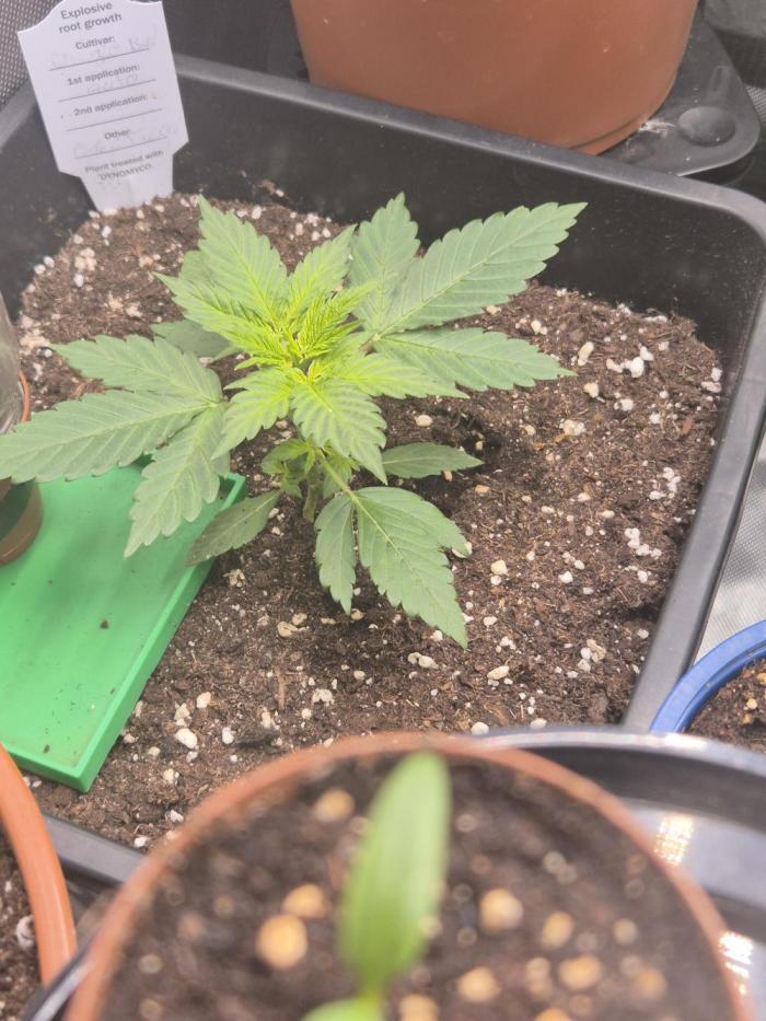 kannabiaseeds. Week 3 - Neuer topf 15l keine Probleme 