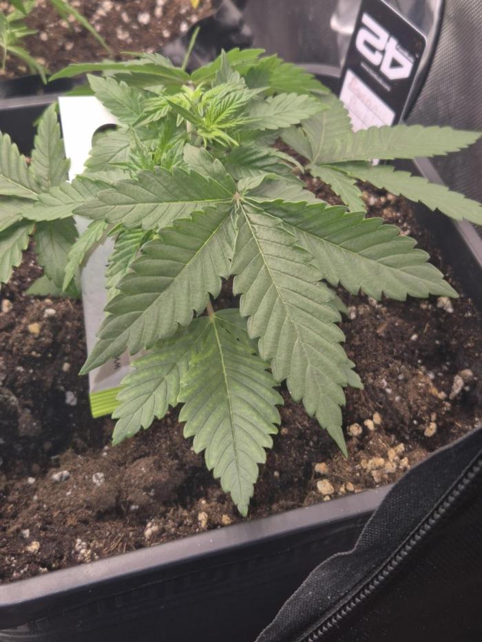 kannabiaseeds. Week 4 - Heute wird getoppt und mit dem Training angefangen 