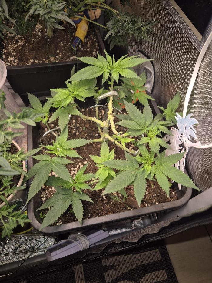 kannabiaseeds. Week 8