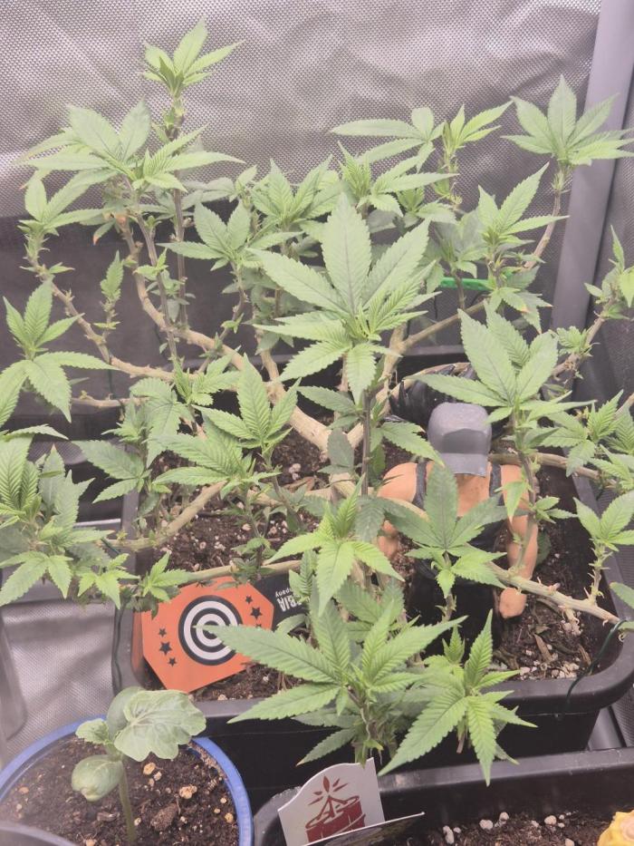 kannabiaseeds. Week 11 - so 14 tage sind vergangen kleines problem mit mehltau gehabt 
