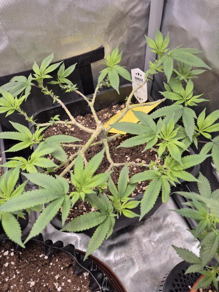 kannabiaseeds. Week 14 - nochmal 15 tage später 
