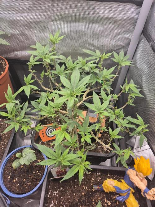 kannabiaseeds. Week 17
