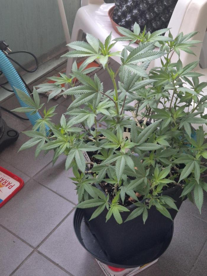 kannabiaseeds. Week 25 - hi woch 25 leider fehlen mir die anderen wochen  wir haben anfan April das wetter ist schön 