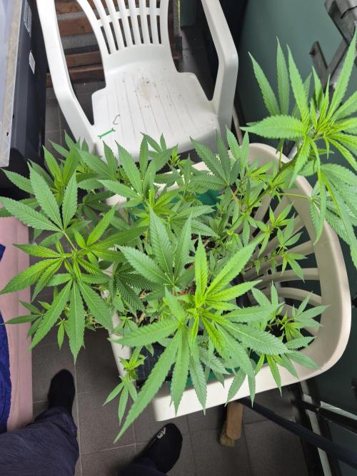 kannabiaseeds. Week 29 - hi wir sind jetzt mitte Mai die Apple fritter wächst super 