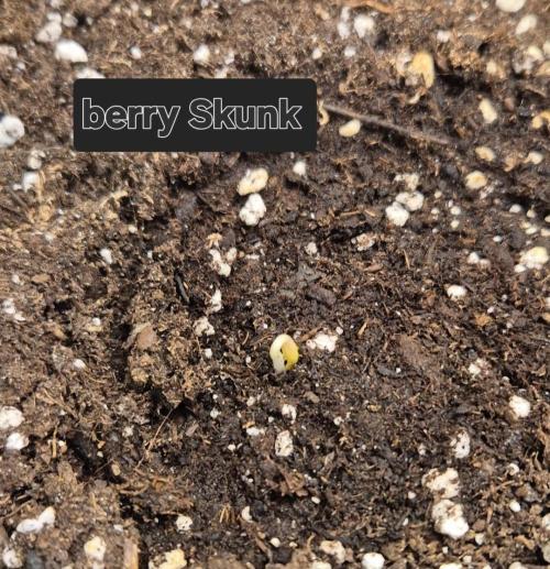Ganjafarmer  seed test 2026. Week 0 - 2 Tage und 20 Stunden und soe steckt den Kopf raus Berry Skunk 