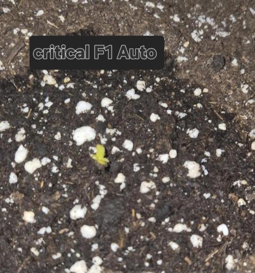 Ganjafarmer  seed test 2026. Week 0 - critical F1 Auto 2Tage und 15stunden war sie schon da. 