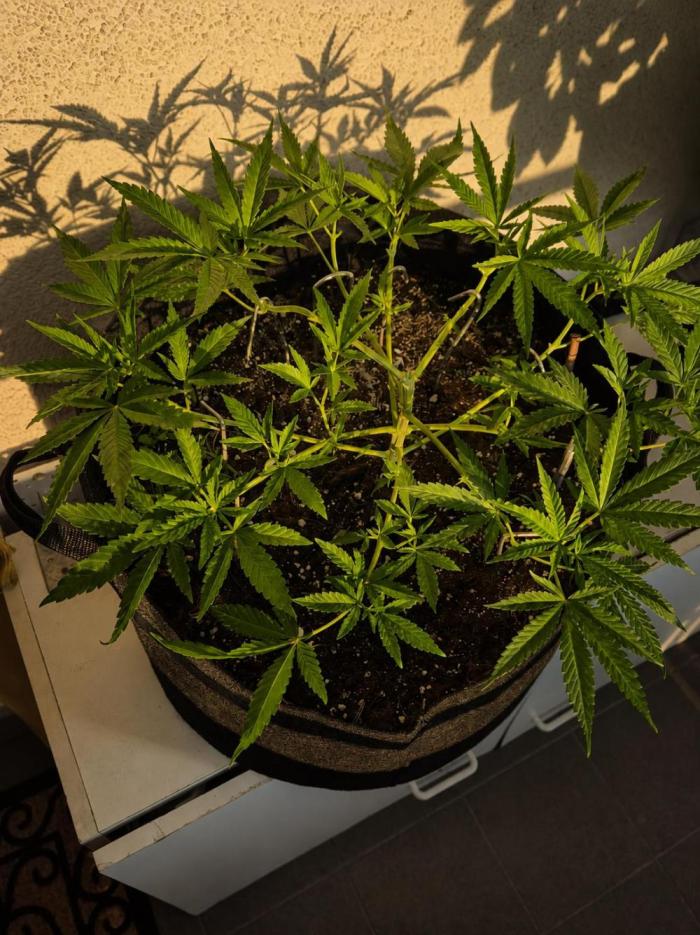ganjafarmer. Week 9 - Die Black cherry punch ist wirklich ein super strain gut für Mainlining 