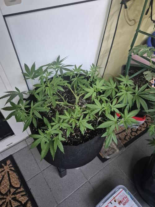 Black Cherry Punch. Week 10