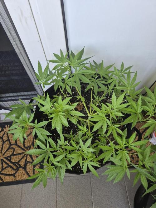 Black Cherry Punch. Week 10