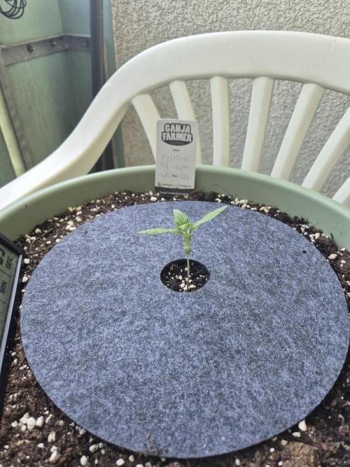 Ganjafarmer  seed test 2026. Week 1 - Wachstum trotz 35°ok. 