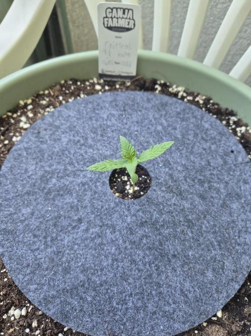 Critical F1 Auto. Week 1