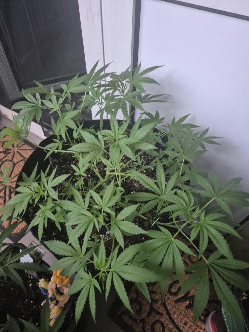 ganjafarmer. Week 11 - verträgt gut mehrfach Topping 