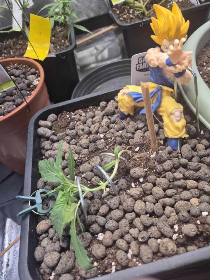 ganjafarmer  seed test 2026. Week 3 - momentan steht die berry Skunk wieder indoor. woche 3. weeter bedingt 