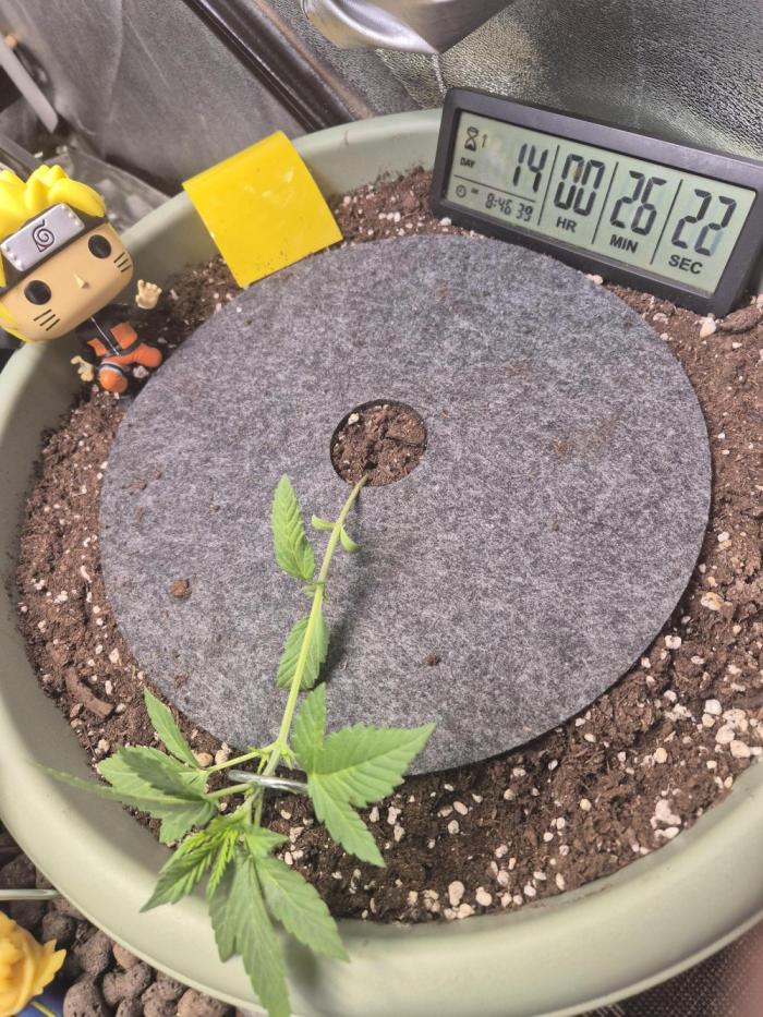 Ganjafarmer  seed test 2026. Week 3 - Sie wächst bisher ohne Probleme 