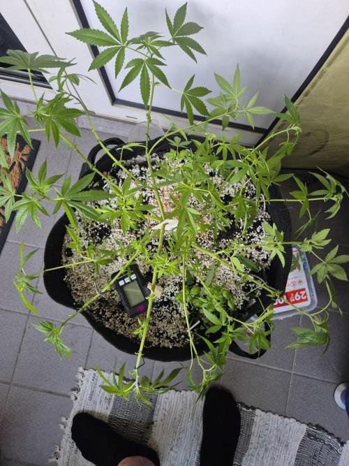 Black Cherry Punch. Week 12
