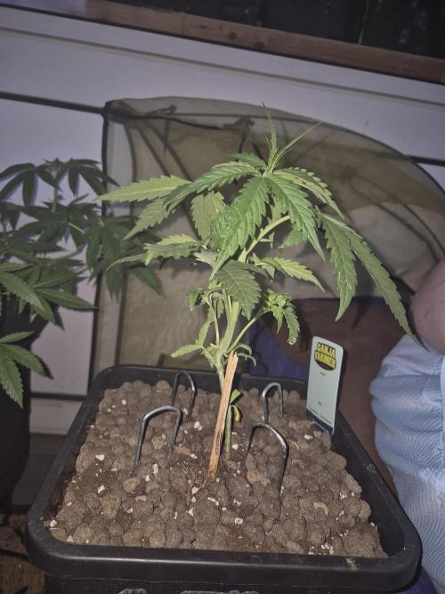 Berry Skunk F1 . Week 4