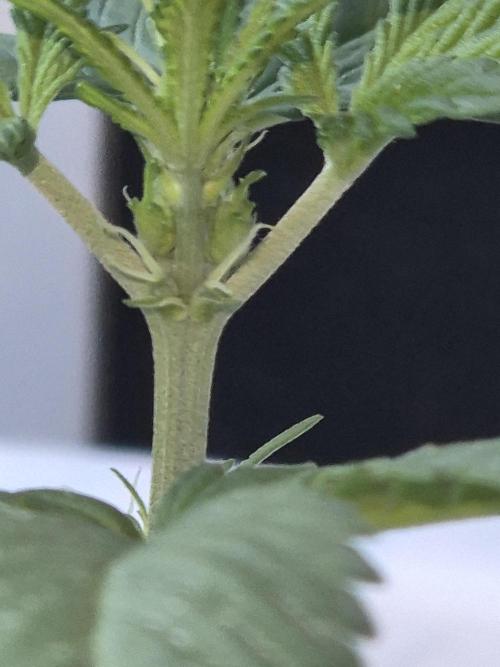 Critical F1 Auto. Week 4