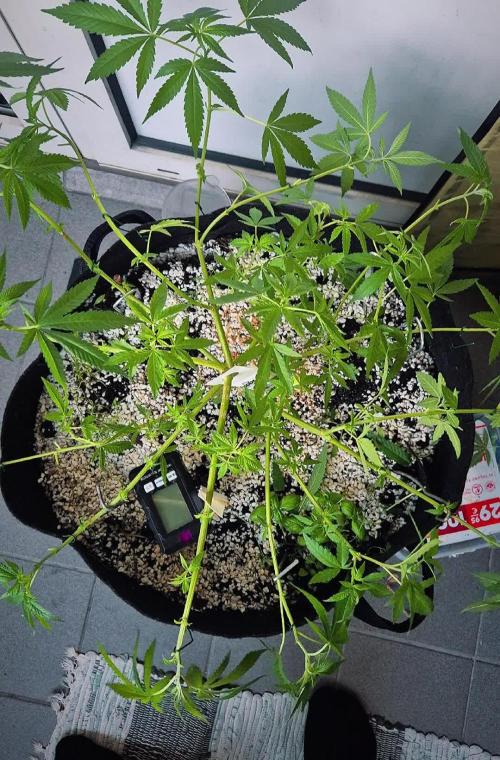 Black Cherry Punch. Week 14