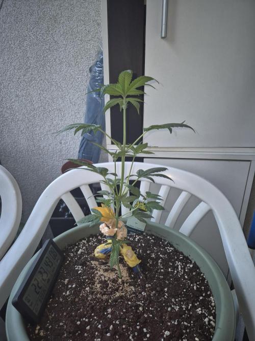 Ganjafarmer  seed test 2026. Week 5 - hoffe sie legt noch etwas zu 