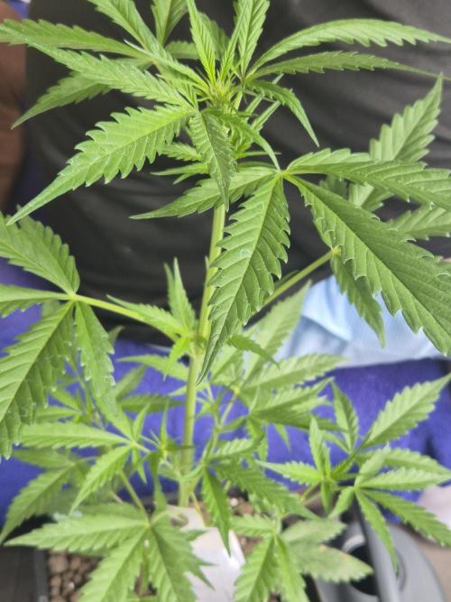 ganjafarmer  seed test 2026. Week 5 - vorblüte