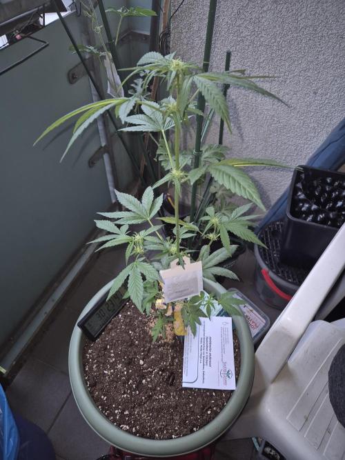 Ganjafarmer  seed test 2026. Week 6 - sie gibt ihr bestes 